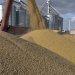 Exportações argentinas de soja com vantagem cambial caíram 57%