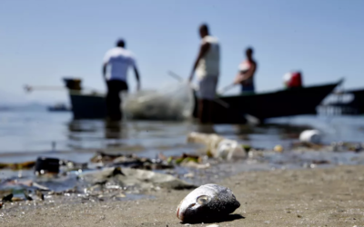 Ministério da Agricultura publica novas regras para pesca por embarcações