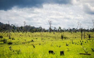 Banco bloqueia financiamento de agricultores que desmataram