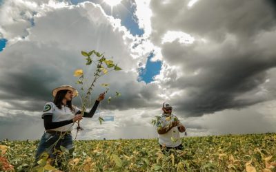 Rally da Safra reduz projeção para a soja por queda no RS