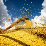PIB agropecuário deve crescer 11,6% em 2023, aponta Ipea