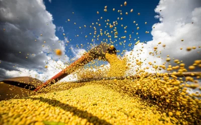 PIB agropecuário deve crescer 11,6% em 2023, aponta Ipea