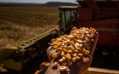 Milho: produtores ampliam fixação em meio a dificuldades de armazenamento