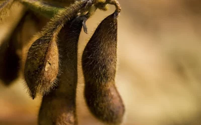 Produção de 15 milhões de ton de soja no RS é vista como otimista
