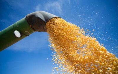Governo aprova a compra de milho para venda em balcão
