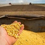 Brasil deve produzir 151,43 milhões de toneladas de soja, projeta Conab