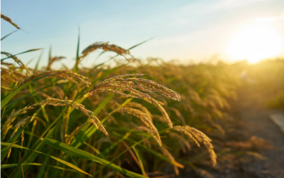 Área cultivada com arroz cai 12% no Rio Grande do Sul