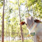Tereos investe R$ 20 milhões para ampliar a utilização de vinhaça; veja os destaques do AgroRound
