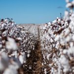 Produção global de algodão deve somar 24,37 milhões de toneladas em 2022/23