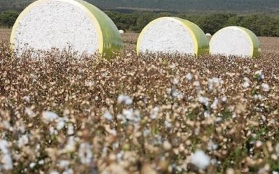 Abrapa: postura conservadora do Fed leva mercado do algodão a ceder na semana