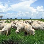 Boi gordo: boas condições de pastagens favorecem estratégia de retenção