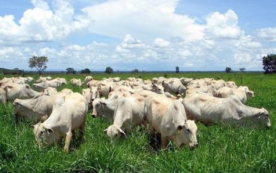Boi gordo: boas condições de pastagens favorecem estratégia de retenção