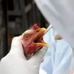 Dois casos de gripe aviária são confirmados em humanos