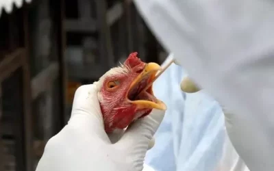 Argentina suspende exportação de aves após confirmar gripe aviária na indústria