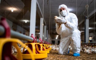 Gripe aviária em humanos: caso é confirmado no Chile