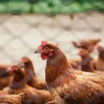 Gripe aviária: mais um estado proíbe eventos com aves