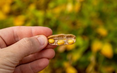 Pesquisador da Embrapa vê produção agrícola dobrar na próxima década