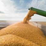 Milho: Conab estima safra do Brasil de 124,677 milhões de toneladas