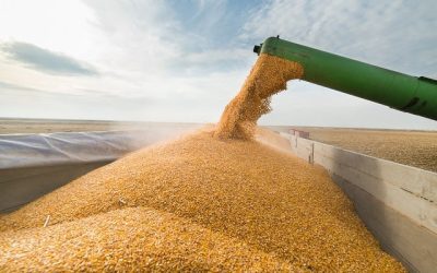 Milho: Conab estima safra do Brasil de 124,677 milhões de toneladas