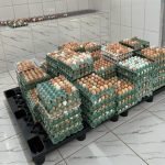 Em 2022, abate de bovinos volta a subir e produção de ovos de galinha bate recorde