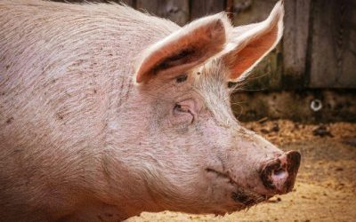 Alemanha relata mais um caso de peste suína africana em fazenda
