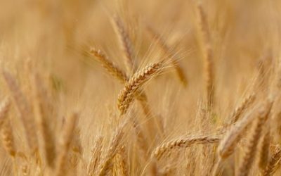 Trigo geneticamente modificado: comissão libera cultivo e comercialização no Brasil
