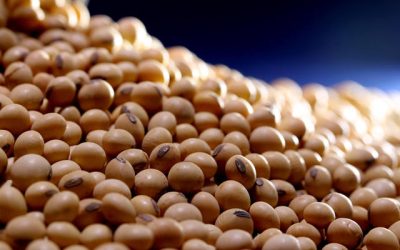 China pretende plantar mais soja e acelerar transgênicos