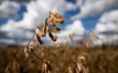 Soja: multinacional terá que depositar R$ 1,3 bi em juízo para produtores