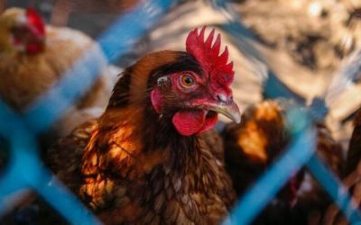 Duzentos mil frangos morrem e autoridades se preocupam com gripe aviária