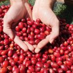 Rondônia deve ter a maior safra de café da história