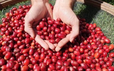 Rondônia deve ter a maior safra de café da história
