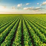 Custo de produção da soja vai cair na safra 23/24, indica relatório