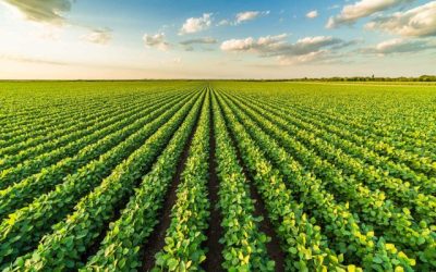 Custo de produção da soja vai cair na safra 23/24, indica relatório