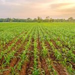 Valor adicionado da agropecuária do Brasil crescerá 15,5% em 2023, prevê Ipea