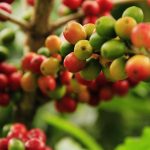 Poda do Cafeeiro Arábica é o novo curso gratuito disponibilizado pela Embrapa Café