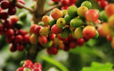 Poda do Cafeeiro Arábica é o novo curso gratuito disponibilizado pela Embrapa Café