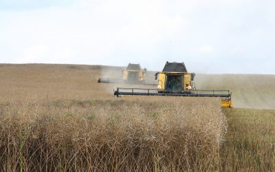 Plano Safra 23/24: Fazenda traz linha temporária emergencial, mas não muda cenário ajustado de crédito no BR