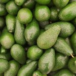 Avocado do Paraná ganha Europa e garante renda aos produtores