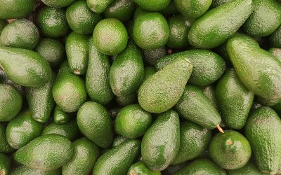 Avocado do Paraná ganha Europa e garante renda aos produtores