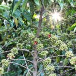 Brasil fortalece posição de seus cafés especiais no Oriente Médio