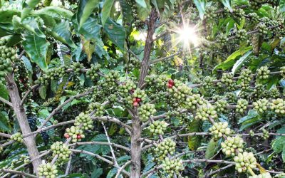 Brasil fortalece posição de seus cafés especiais no Oriente Médio