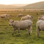 Mais boi, mais carne e mais consumo no Brasil