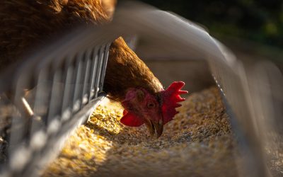 China: Fim da tarifa antidumping sobre a carne de frango beneficia cooperativas do Paraná