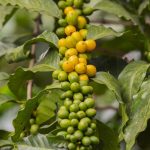 Café: O que está por trás da flutuação dos preços no mercado global; entenda os motivos