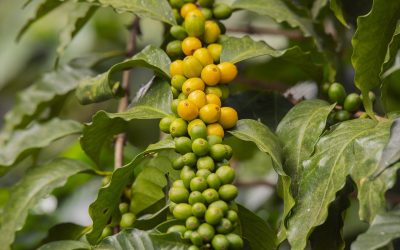 Café: O que está por trás da flutuação dos preços no mercado global; entenda os motivos
