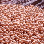 Cadeia da soja e do biodiesel faturou 10,24% a mais nas exportações em 2023