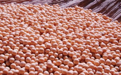 Cadeia da soja e do biodiesel faturou 10,24% a mais nas exportações em 2023