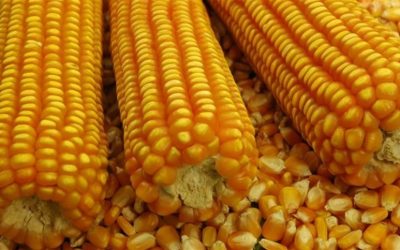 Estimativa indica crescimento de consumo de milho