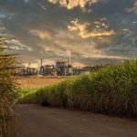 Produção de Açúcar no Centro-Sul do Brasil Cresce 6,3% na Primeira Quinzena de Maio