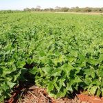 Plantio Direto e Integração Lavoura-Pecuária Promovem Saúde do Solo